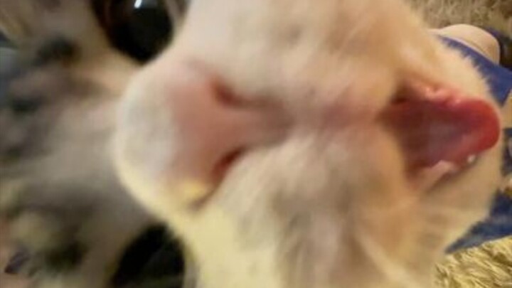 Cat “Mud Howl!!!”