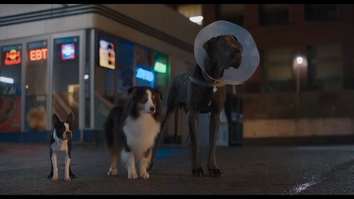 STRAYS (2023) Watch Full Movie : Link In Description