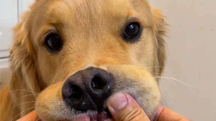 เลน: ฉันจะไม่พูดสักคำจนกว่าทนายความของฉันจะมาถึง