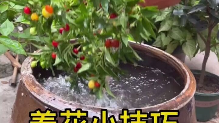 เคล็ดลับเล็กๆ ในการปลูกดอกไม้