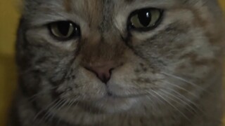 I'm asking you what time you'll be home to feed the cat.