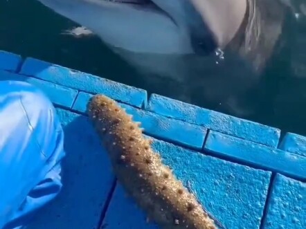 Lễ nghĩa có qua có lại, một viên hải sâm đổi lấy một viên đá lạnh