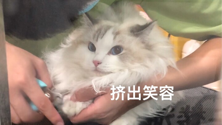 Mèo Ragdoll tắm mà ngoan thế à