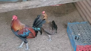 3 way cross milsem hatch over paeng aranita  hatset lemon