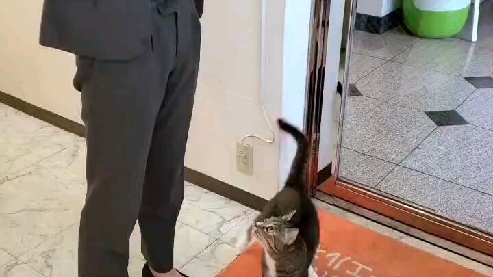 会跳到怀里的咪咪