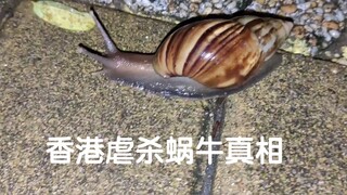 香港虐杀蜗牛再现  部分内容可能引起不适