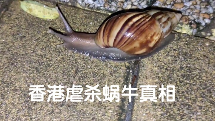 香港虐杀蜗牛再现  部分内容可能引起不适
