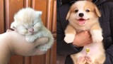 Totally Funny and Cute Dog and Cat Collection #67 | CuteVN