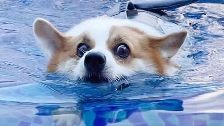 怎么会有这么爱游泳的柯基啊