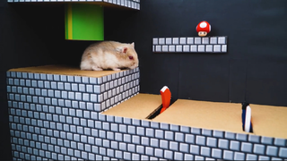 ภารกิจของหนูแฮมสเตอร์ EP 246