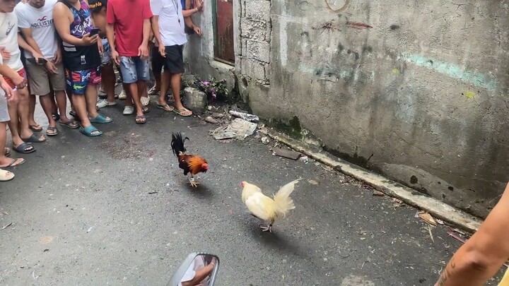 PUTI LABAN SA PULA TUPADA