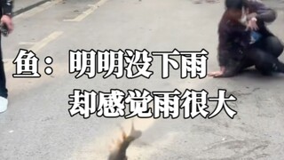 Cá: Rõ ràng trời không mưa, nhưng lại cảm giác mưa rất to