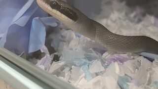 Master, take it easy.