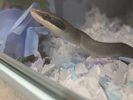 เจ้านาย ใจเย็นๆ เถอะ