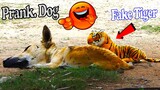 Must Watch Funny Video By Fake Tiger vs Prank Real Dogs - Try not to laugh challenge