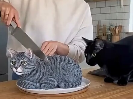 เจ้าของหั่นเค้กแมวต่อหน้าแมว