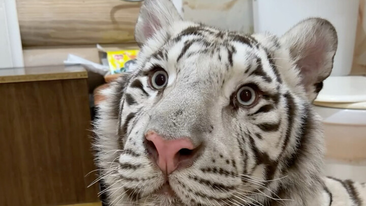 🦓: I don’t accept forced love.