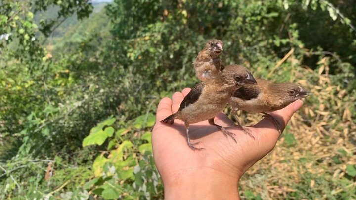 麻雀虽小，但是还能认人，没有白养你们