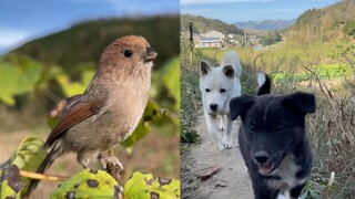 Mencari Burung di Desa, Anjing Menemukan Sebuah Lubang