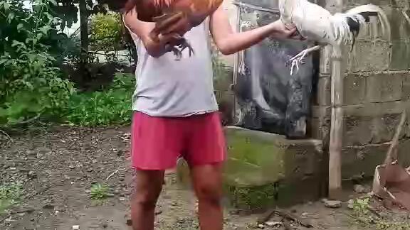 gold vs white Claret