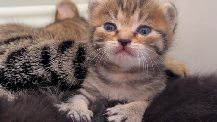 Cư dân mạng đặt tên cho mèo có thể lố bịch đến mức nào?