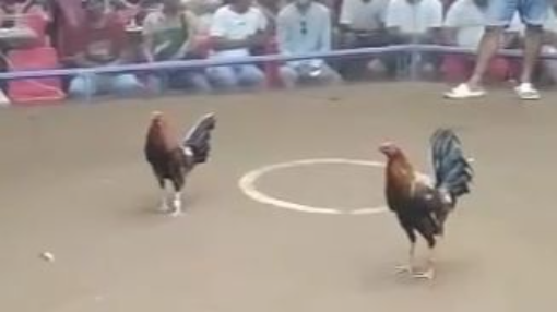 StanSid red with white hackle, nasa ilalim pero sya nagpatama, Bulacan, Jan 2024