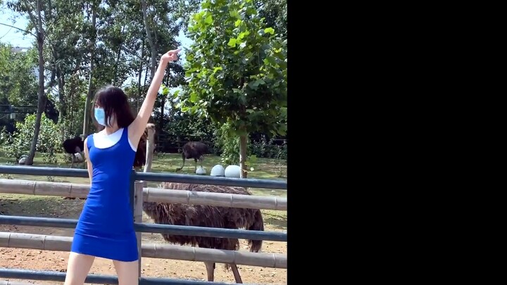 【Li Lixi】Biarkan Burung Unta menari "Adik yang Tak Ternilai"