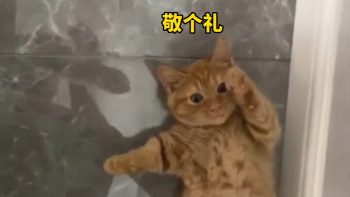 "เหล่าเหมียวหมาน้อยที่เคยผ่านการฝึกทหาร"