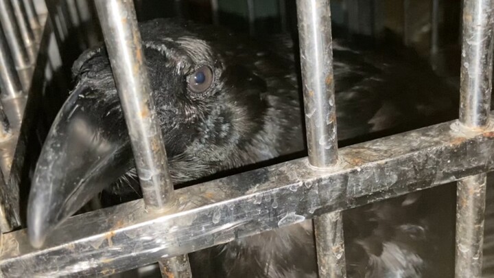 Gagak itu benar-benar emosional. Mereka tak sengaja menggigitku. Mereka mungkin tahu mereka telah me