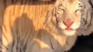 俄罗斯男子开车带老虎去兜风