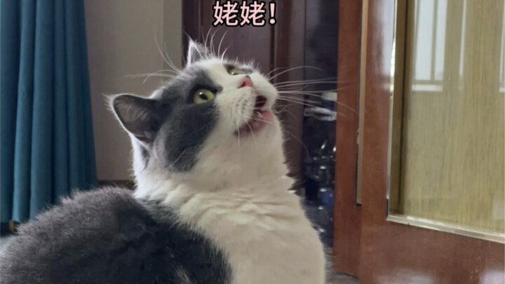 Mẹ tôi và con mèo đã giao tiếp với nhau không cần bất kỳ rào cản nào.