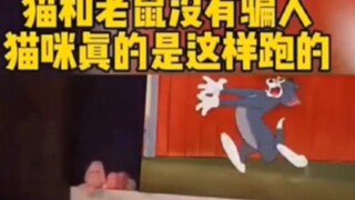 猫和老鼠没有骗人！猫咪真的是这样跑的！