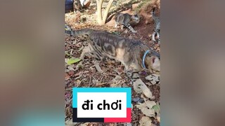 Sắp mạc rồi 😆😆😆, nhưng vui lắm, trách nhiệm lắm luônnnnn kkkmeocute 5CVuiTếtLớn 5conmeow yêucon mung2tet