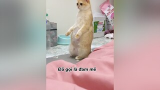 Đã gọi là đam mê thì mai đẻ nay vẫn phải đi hóng chuyện 🤣 xuhuong mèo