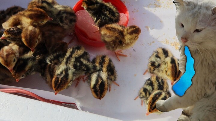 Cute Little Quails