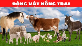 Âm Thanh Các Con Vật | Động Vật Nông Trại, Động Vật Rừng, Động Vật Biển, Các Loài Chim | Con Gì Đây