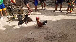 bantam lines 🤣🤣🤣