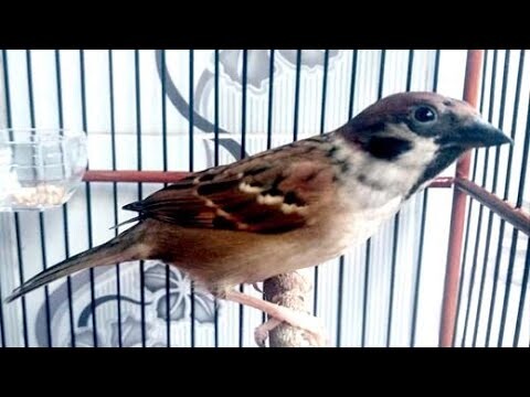 Suara Burung Gereja Tarung Bagus Buat Master Kicau