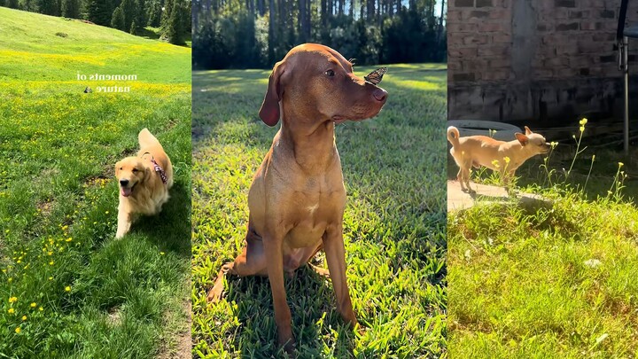 Keeping a spring date, chasing the wind with my dog