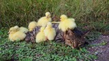 Animal | Cat Cuddling With Baby Geese