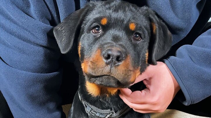 نصائح عملية لشراء الكلاب! بمجرد أن تقول هذه الجمل، يُعرف فورًا أنك مبتدئ!