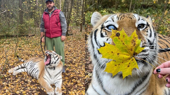 Hổ và mùa thu nước Nga hợp nhau hơn đấy!