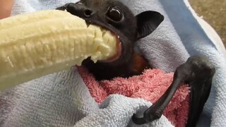 Menyelamatkan kelelawar kecil yang menyukai pisang