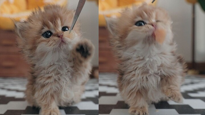 小奶猫第一次吃肉肉，一口一块！