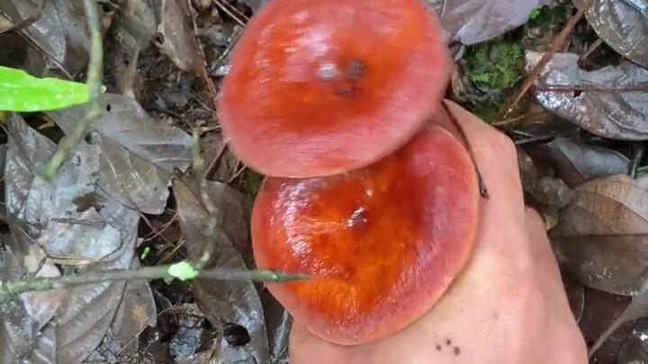 Sudah tiba lagi musim penggemar jamur di Yunnan untuk memetik jamur, ayo lihat apakah ada yang Anda 