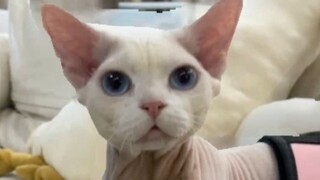 Mengenai kejadian dimana saya membawa kucing saya ke toko hewan untuk dimandikan dan akhirnya membaw