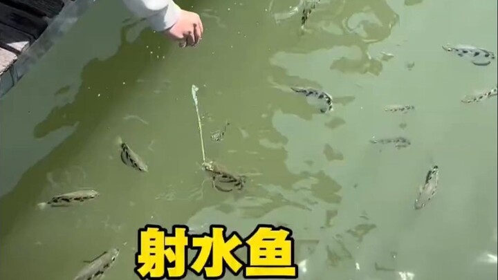Con cá này thực sự rất khó đối phó!