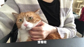 Papi Jiang's big and small *: I've slept enough, I got up and licked Aunt Jiang for a while~