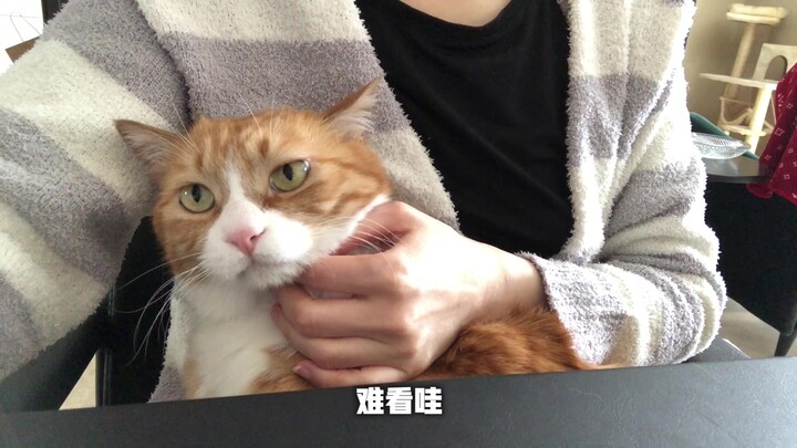 Papi Jiang's big and small *: I've slept enough, I got up and licked Aunt Jiang for a while~