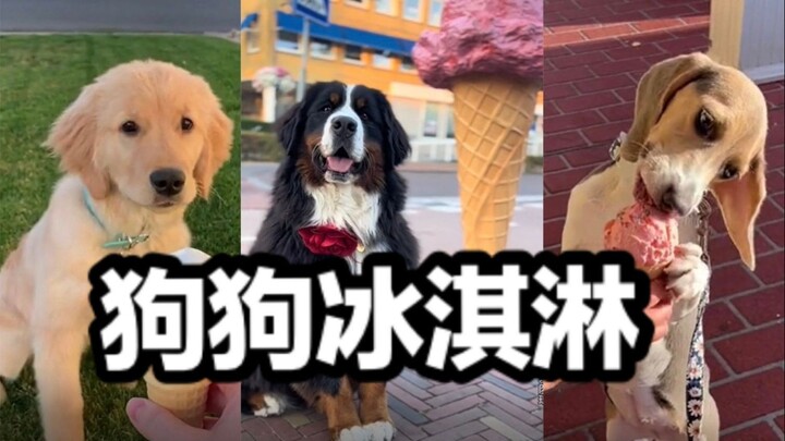 Cuaca mulai panas, anjing-anjing pun ikut menikmati es krim~